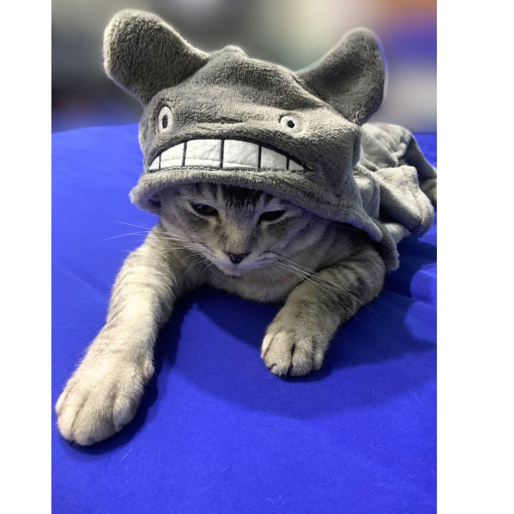 American Shorthair
