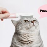 person grooming a cat with cat comb