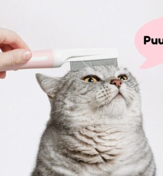 person grooming a cat with cat comb