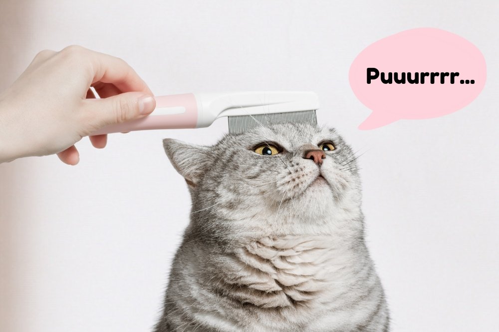 person grooming a cat with cat comb