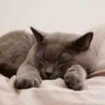 a blue British shorthair cat sleeping