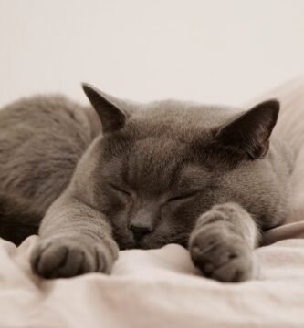 a blue British shorthair cat sleeping