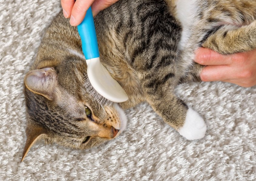 cat brush and cat comb