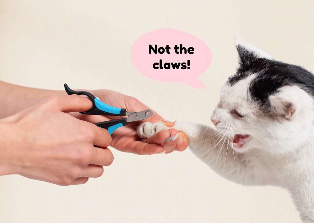 best cat clippers