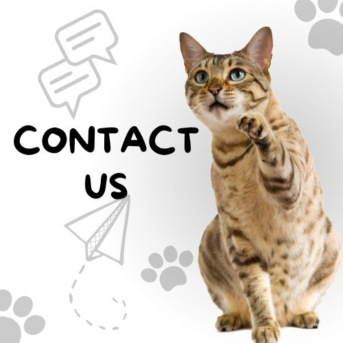 contact us theshorthairguide.com