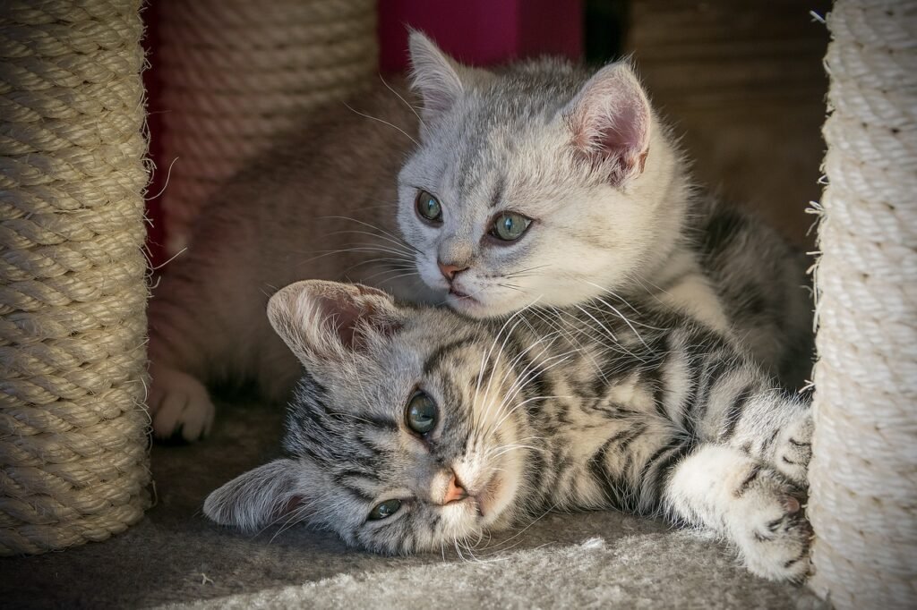 shorthair cats