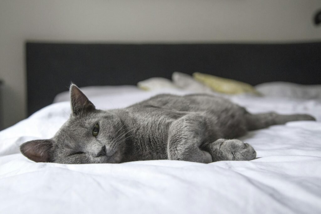 russian blue shorthair cat
