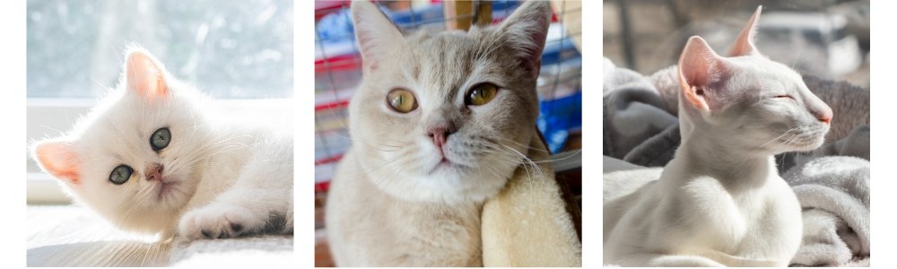 white british shorthair, white oriental shorthair cat