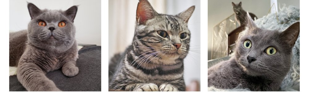 shorthair cats, russian blue, british shorthair, grey american shorthair