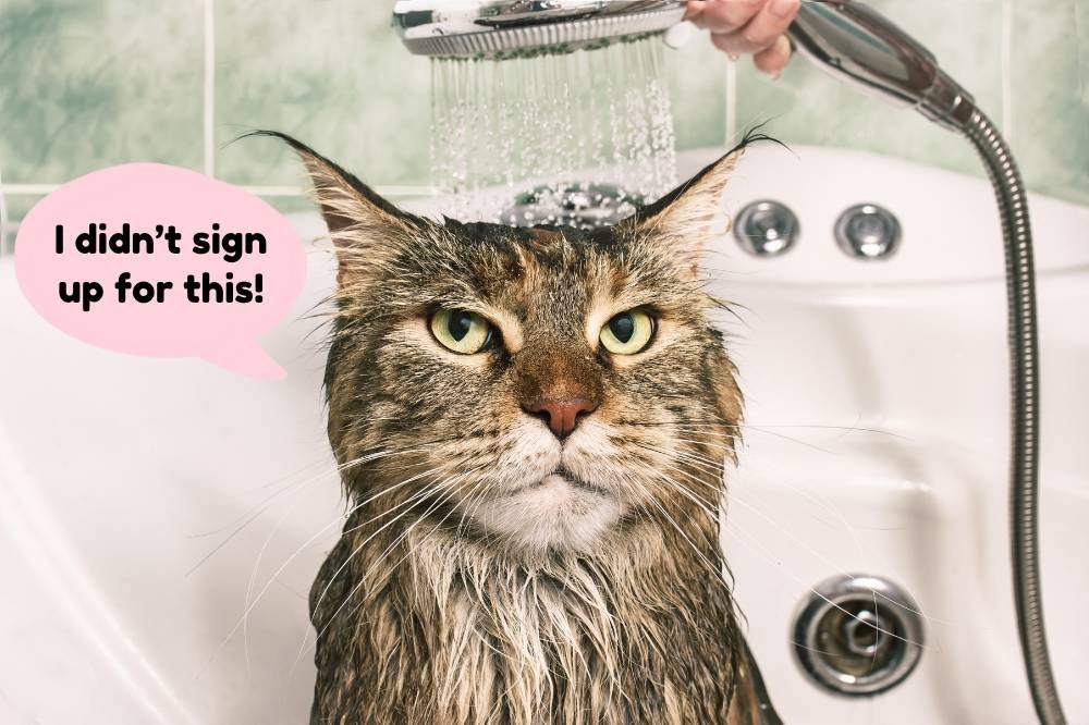 Shorthair cat bathing