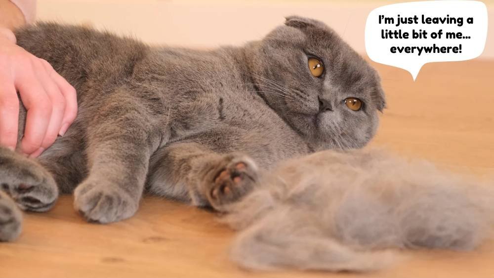 Shorthair cat shedding