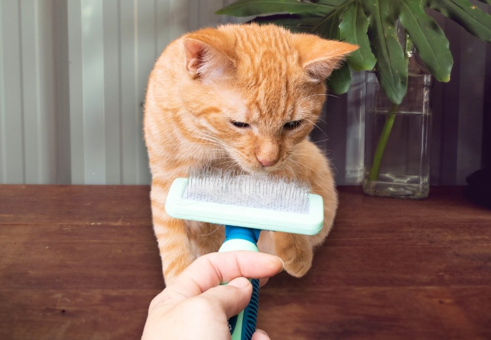 cat slicker brush