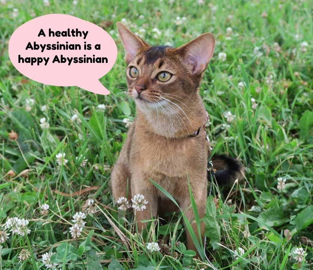 abyssinian cat care