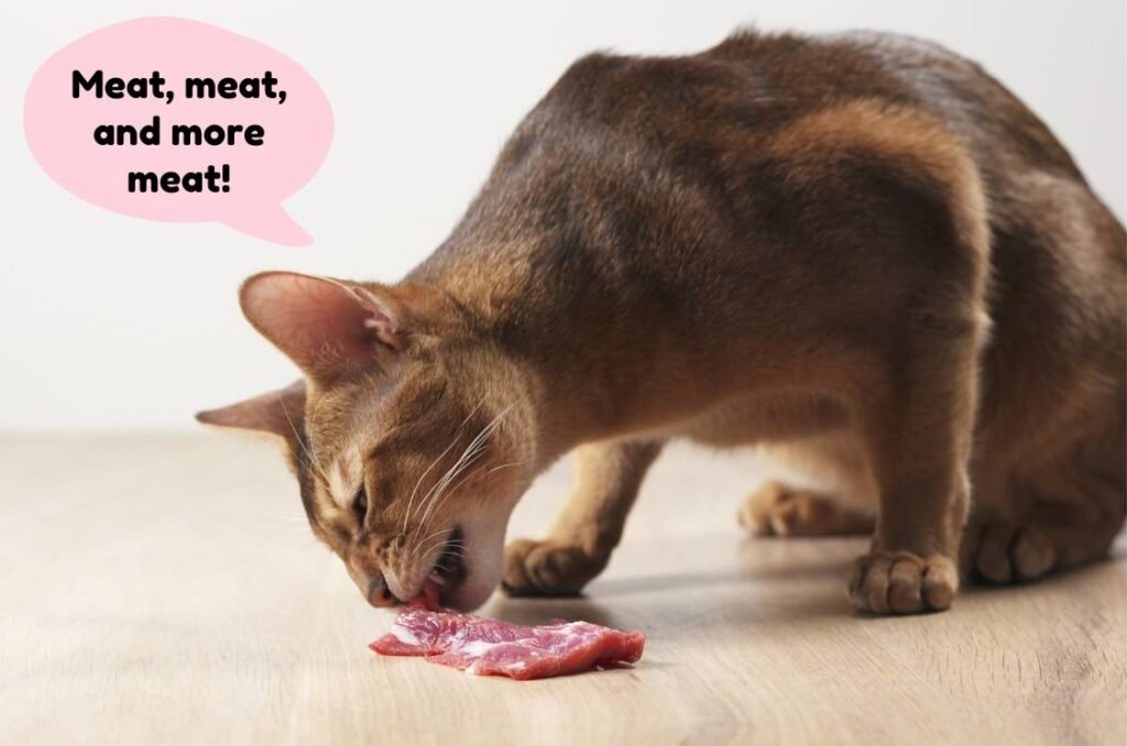 abyssinian cat diet