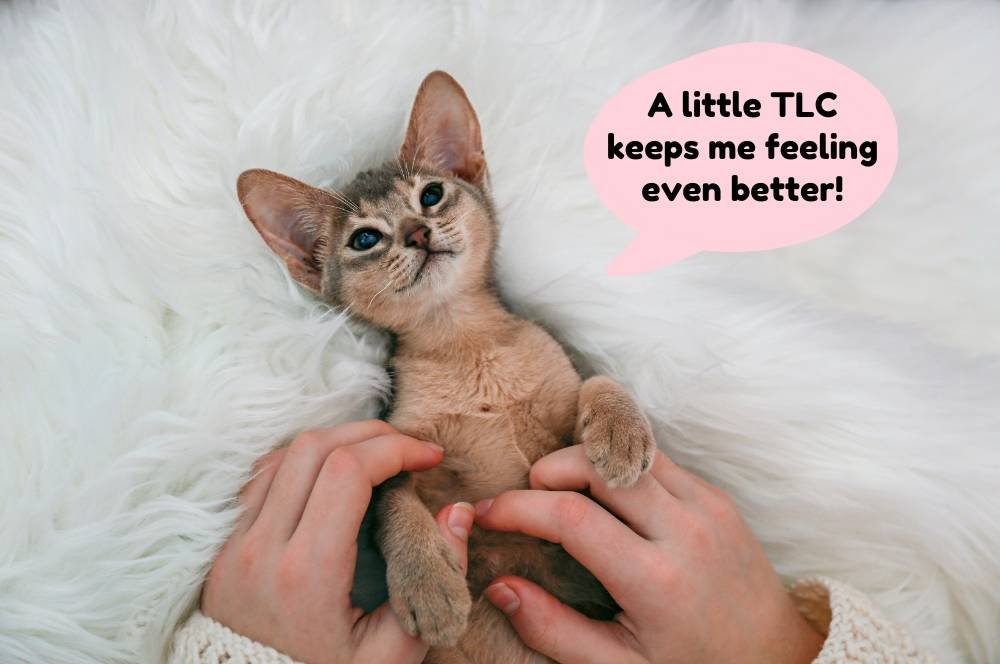 abyssinian cat grooming