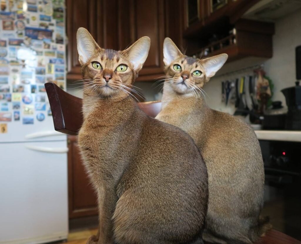 abyssinian cats colors