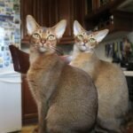 abyssinian cats colors