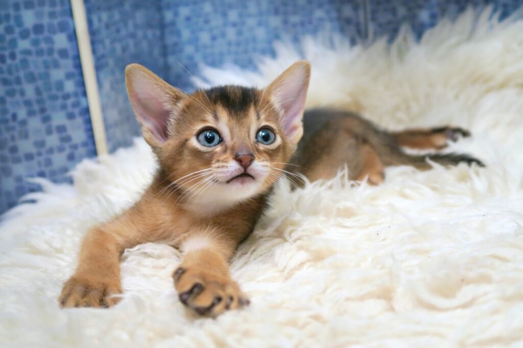 how to care for abyssinian kitten