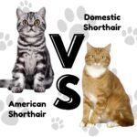 american shorthair cat vs domestic shorthair cat