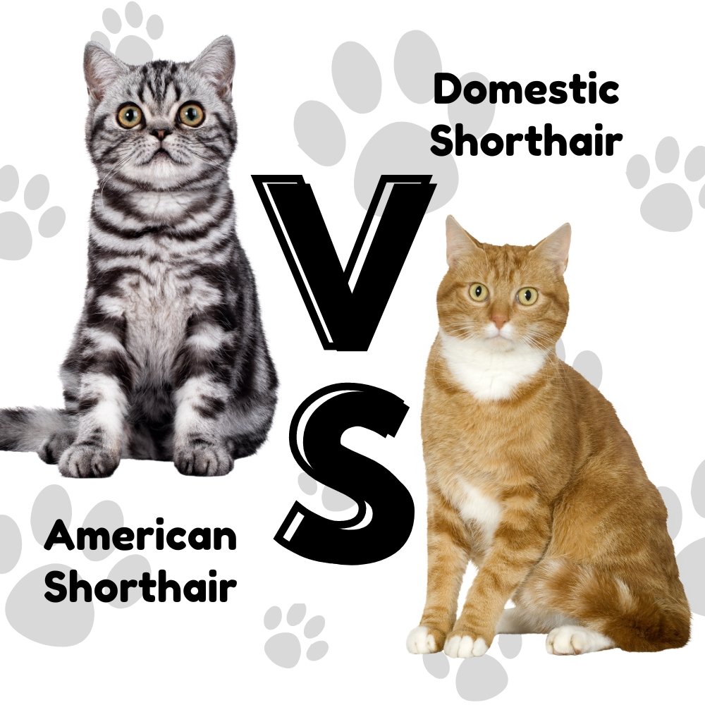 american shorthair cat vs domestic shorthair cat