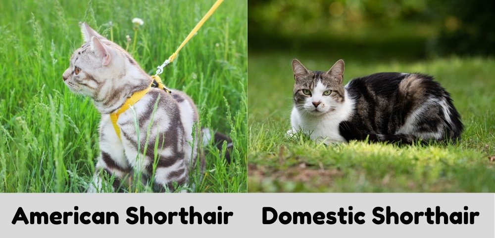 american shorthair colors