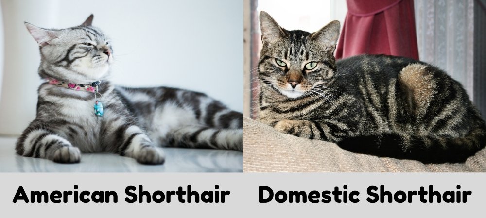 american shorthair vs domestic shorthair cat