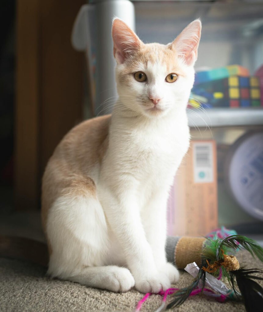 domestic shorthair cat weight